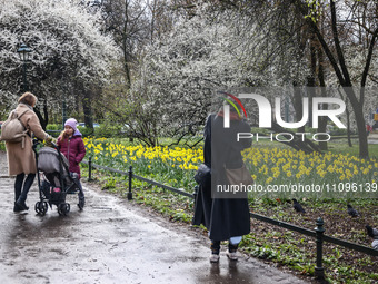 Jonquil flowers blooming in planty park in Krakow, Poland on March 24, 2024. (