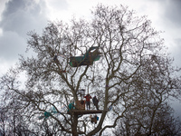 Squirrels are looking at the people from ''Majo,'' a plane tree they have been occupying for 37 days. After spending 37 days in the trees, t...