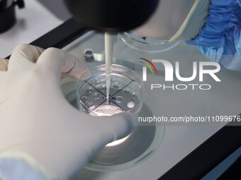 A researcher is performing a microscopic embryo transfer operation at a laboratory of a biotechnology company in Binzhou, East China's Shand...