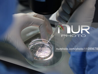 A researcher is performing a microscopic embryo transfer operation at a laboratory of a biotechnology company in Binzhou, East China's Shand...