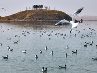 Migratory birds are flying over the surface of Wuhai Lake in Wuhai, China, on March 26, 2024. (