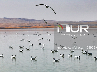 Migratory birds are flying over the surface of Wuhai Lake in Wuhai, China, on March 26, 2024. (