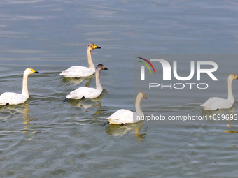 Swans are swimming on the water of Wuhai Lake in Wuhai, China, on March 26, 2024. (
