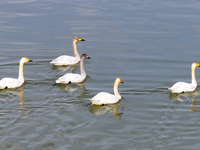 Swans are swimming on the water of Wuhai Lake in Wuhai, China, on March 26, 2024. (