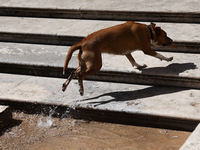 A dog runs in Rome, Italy on March 25, 2024. (