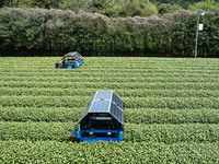 AI tea-picking robots are picking the buds of West Lake Longjing tea in a tea garden within the first-level Reserve of West Lake Origin in H...