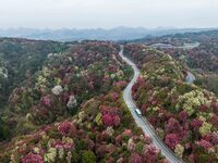 Tourists are enjoying blooming rhododendrons on a sightseeing bus at the Rhododendrons scenic spot in Bijie, Southwest China's Guizhou provi...