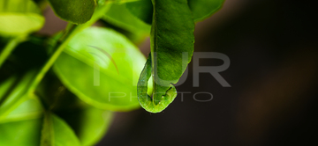 Cabbage Looper (Trichoplusia Ni)  - Animal India 