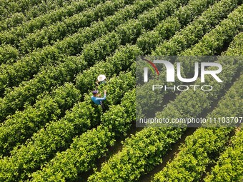 Tea farmers are picking tea at a tea plantation in Wuchou village, Xiangchang town, Yuexi county, in Anqing, China, on March 28, 2024. (
