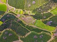 Tea farmers are picking tea at a tea plantation in Wuchou village, Xiangchang town, Yuexi county, in Anqing, China, on March 28, 2024. (