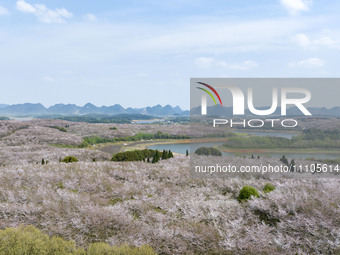 An aerial photo is showing cherry blossoms in full bloom at the cherry plantation in Gui'an New District in Guiyang, Guizhou Province, China...