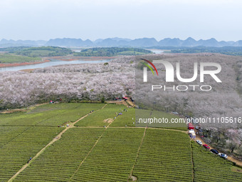 An aerial photo is showing cherry blossoms in full bloom at the cherry plantation in Gui'an New District in Guiyang, Guizhou Province, China...