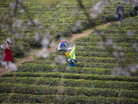 Tourists are taking photos at the cherry blossom plantation in Gui'an New District in Guiyang, Guizhou Province, China, on March 29, 2024. (