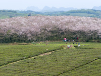Tourists are playing at a cherry blossom plantation in Gui'an New District in Guiyang, Guizhou Province, China, on March 29, 2024. (