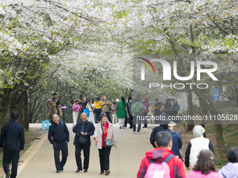 Tourists are playing at a cherry blossom plantation in Gui'an New District in Guiyang, Guizhou Province, China, on March 29, 2024. (