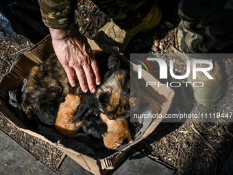 A serviceman from the 1st Tank Brigade of the Ukrainian Ground Forces is petting a cat and kittens curled up in a cardboard box in Ukraine,...
