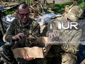 Servicemen from the 1st Tank Brigade of the Ukrainian Ground Forces are holding a cat in a cardboard box and a black kitten in Ukraine, on M...