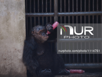 A chimpanzee enjoys a bottle of frozen juice on a hot summer day at Dusit Zoo, know as Khao Din in Bangkok, Thailand on March 17, 2016. (