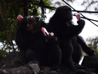 Chimpanzees enjoys bottles of frozen juice and a yogurt on a hot summer day at Dusit Zoo, know as Khao Din in Bangkok, Thailand on March 17,...