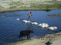 An indian buffalo shepherd crosses shrinked and polluted stream of Ganges river, on World Water Day,in Allahabad on March 22,2016. (