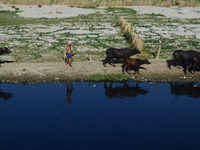An indian buffalo shepherd feeds buffaloes on the banks of shrinked and polluted stream of Ganges river, on World Water Day,in Allahabad on...