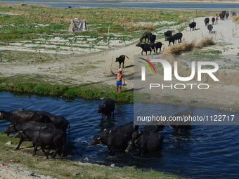 An indian buffalo shepherd crosses the  shrinked and polluted stream of Ganges river, on World Water Day,in Allahabad on March 22,2016. (