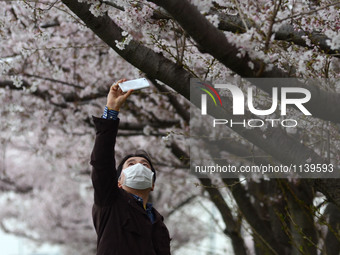 A man takes a picture of cherry blossoms in full bloom in Tokyo April 2, 2016.  (