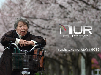 A woman takes looks at cherry blossoms in full bloom in Tokyo April 2, 2016.   (