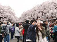 Young couple take their selfie in front of full bloom cherry trees at Ueno park which is one of the famous place of cherry blossom festival...