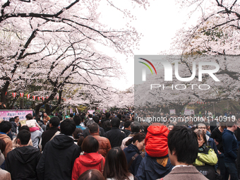 People walk under the full bloom cherry at Ueno park in Tokyo, Japan, at 2 April. (