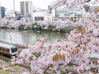 Some boats float on the river beside the rail line and cherry trees in Tokyo, Japan at 2 April. (