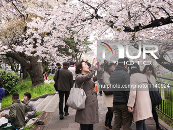 A female takes cherry blossom by her mobile in Tokyo, Japan, at 2 April. (