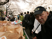 A homeless man hunts for the garbage of the cherry blossom viewing visitor in full bloom in Tokyo April 4, 2016.  (