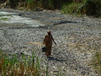 An indian woman carries a bucket of water from a partially dry pond ,during a hot day ,in the outskirts of Allahabad on April 5,2016.The tem...