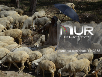 An indian shepherd feeds his sheeps ,,during a hot day ,in the outskirts of Allahabad on April 5,2016.The temperature in the last three days...