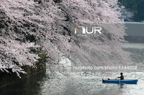 A man rides a boat in the Chidorigafuchi moat covered with petals of cherry blossoms in Tokyo, Japan April 6, 2016. 