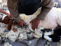 Palestinian man Bedouin goat hair shaved in the south of Gaza City, on May 20, 2014.  (
