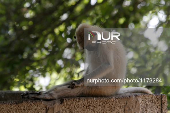 Wild monkeys naps in the branch of a tree and the shadow of trees to beat the heat at the Khandagiri cave hills in today’s hot afternoon in...