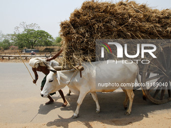 A villager rests in the shadow of his bullock cart to protect from the Sun and to pass today’s hot afternoon time as he is on way to the mar...