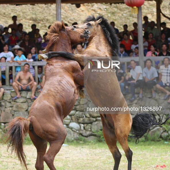 A horse fighting is held during the Xinhe Festival at Xiaosang Village of Antai Township in Rongshui Miao Autonomous County, south China's G...