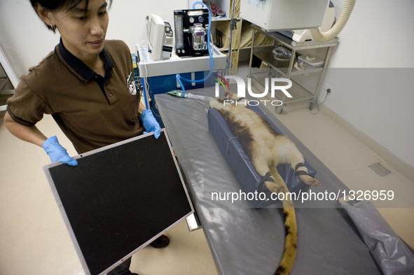 Tree kangaroo Makaia receives a health examination under sedation at the Singapore Zoo, on July 12, 2016. Makaia, the first successfully rai...
