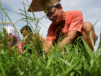Tacloban, Philippines - Bernard Espina, 61 removes grass as part of the 
