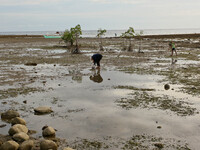 Hindang Leyte, Philippines - A woman searches for seashells during lowtide in Hindang, Leyte on June 12, 2013. On November 8, 2013, Haiyan,...