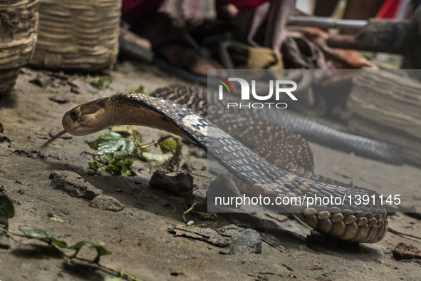 Photo taken on Aug. 17, 2016 shows a snake at the festival of the Hindu snake goddess 