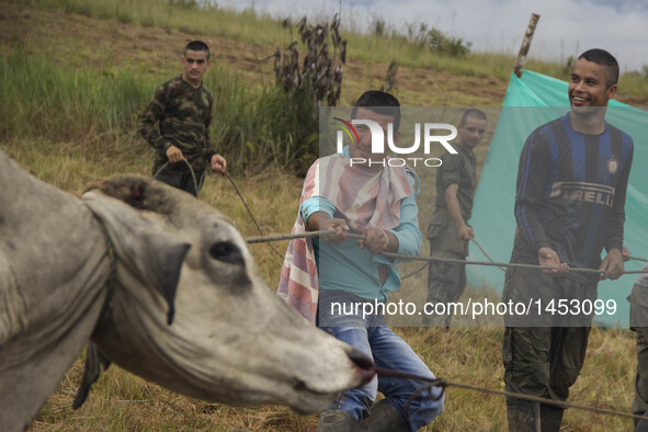 Guerrillas from FARC EP capture and move a bull for slaughter and afterwards cook it for their food in Llanos del Yari, a town in an Indigen...