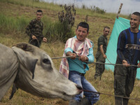 Guerrillas from FARC EP capture and move a bull for slaughter and afterwards cook it for their food in Llanos del Yari, a town in an Indigen...