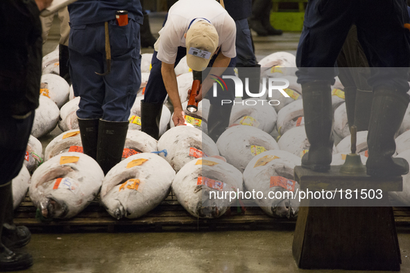TOKYO, Japan A custumer carefully examines frozen Bluefin Tuna at Tsukiji Fish Market on july 7, 2014. The Tsukiji fish market located in To...