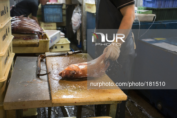 TOKYO, Japan A Tsukiji Fish Market employer cleans fish at Tsukiji Fish Market on july 7, 2014. The Tsukiji fish market located in Tokyo, ha...