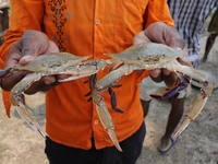 Indian Fisher men showing Crabs sit at  the fish industry Area . The coast of the Bay of Bengal in Sunderbans delta, West Bengal, India on 2...