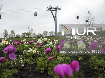 Flowers and the cable car are pictured during a press preview of the IGA (International Garden Exhibition) 2017 in Berlin, Germany on April...